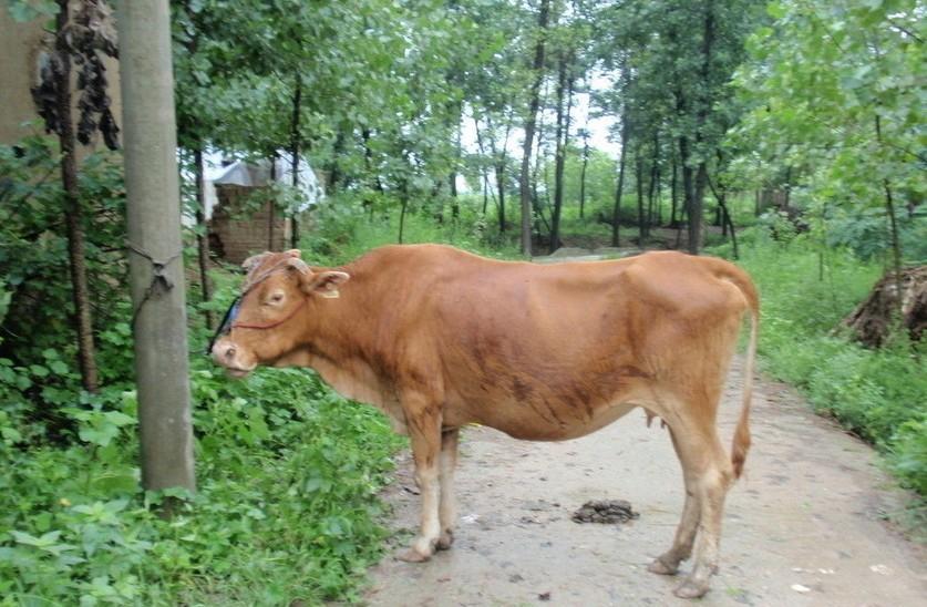 重庆最新求一个套医保卡的黄牛是真的吗方法分析(最方便真实的重庆求一个套医保卡的黄牛是真的吗还是假的方法)